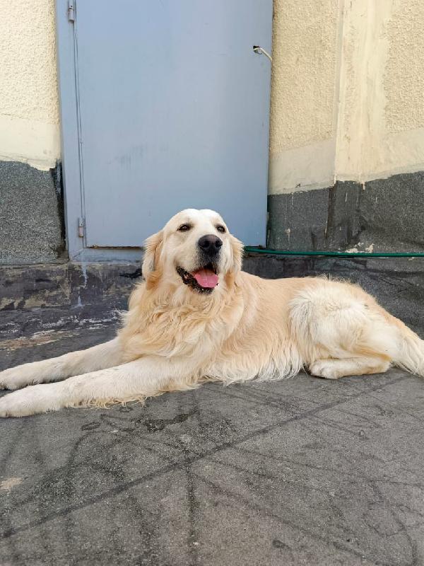 Max, Un Golden Retriever Da Amare